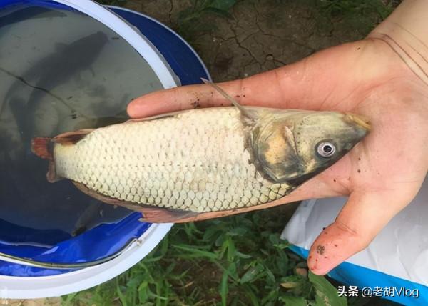 冬釣時碰到了這兩種天氣，大板鯽超級多，錯過就是遺憾