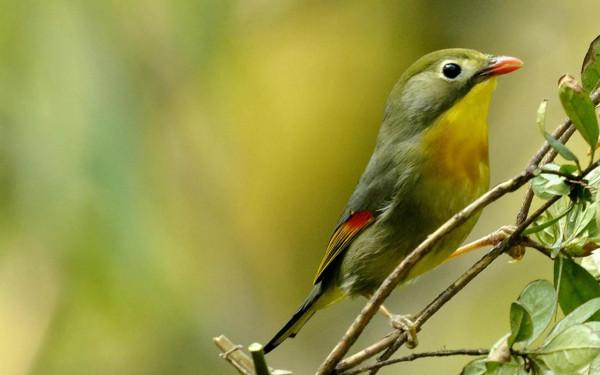 分享&mdash;&mdash;天生麗質的鳥兒