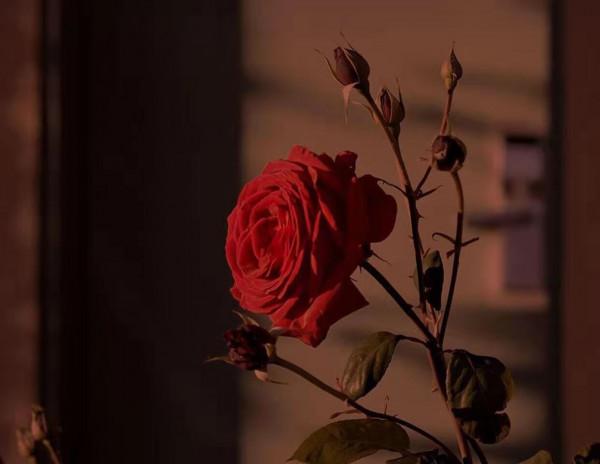 是廉價還是高雅,由你自己決定 是廉價還是高雅,由你自己決定