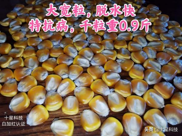 買玉米種子四注意（二）：同等條件下，千粒重越低，風險越大