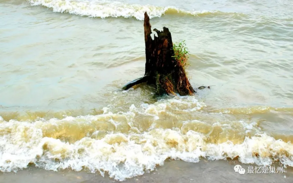 巢湖故事：蘆溪咀上楊村“松山”的傳說