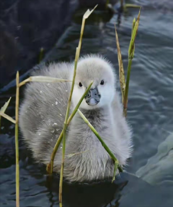 黑天鵝、小狐狸、遷徙水鳥排排坐 北京文化帶上的萌物們在等著你 黑天鵝、小狐狸、遷徙水鳥排排坐 北京文化帶上的萌物們在等著你