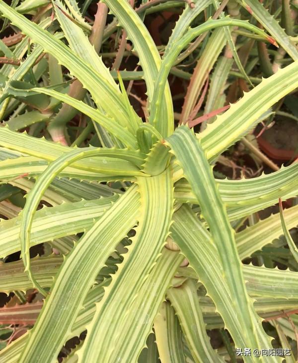 買了棵蘆薈,花了100塊,鄰居說她家也有,兩者對比,天壤之別 買了棵蘆薈,花了100塊,鄰居說她家也有,兩者對比,天壤之別
