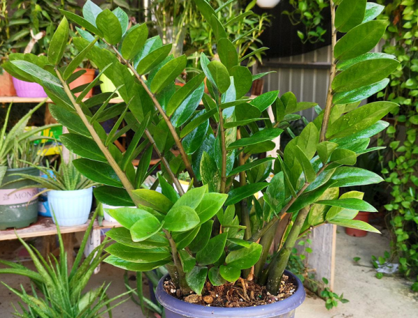 想在客廳養花，選這5種“懶人花”，耐陰又耐旱，少水少肥長得旺