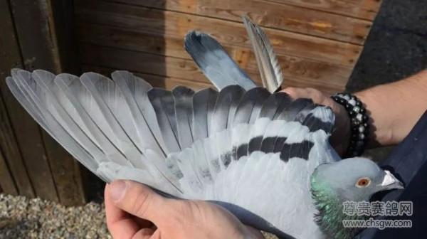 20張冠軍鴿翅膀欣賞，高質量賽鴿翅膀都有哪些特徵？