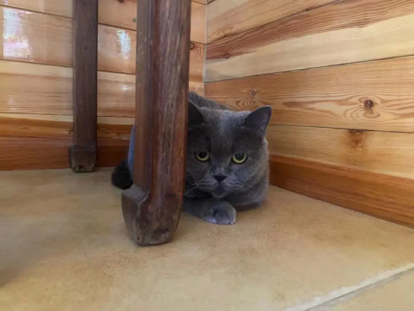 《論“肚腩”對小貓咪的重要性》