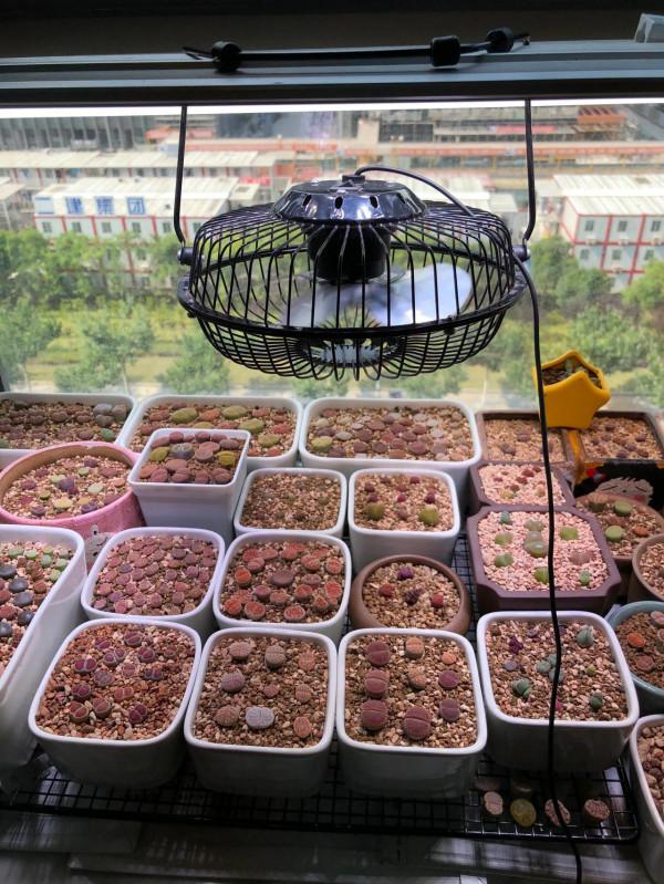 一個植物愛好者的深秋～多肉篇