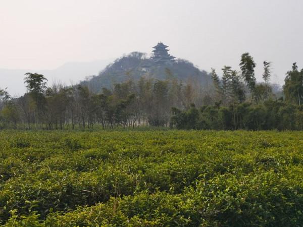 踏青早行人 作者：張鎖龍