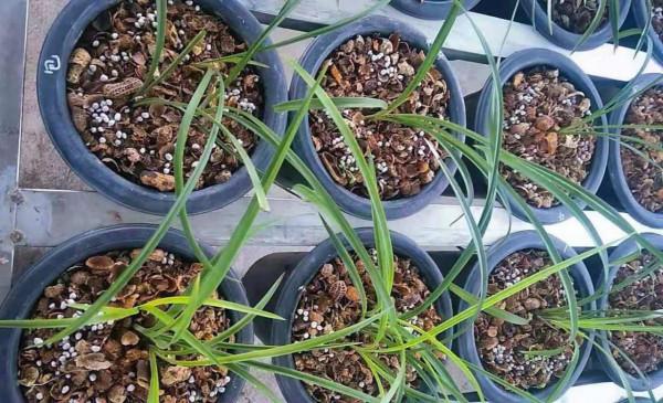 這些“垃圾”不要扔，用來養花效果好，既環保又省錢