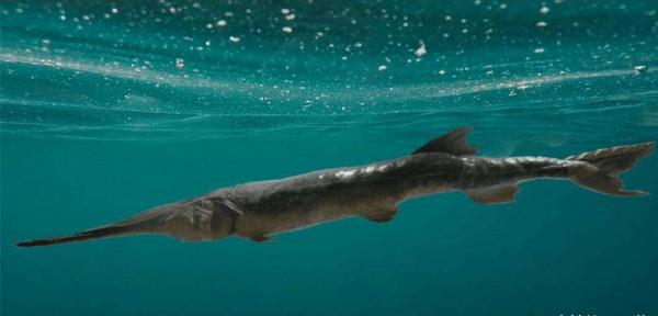 國家一級保護動物的魚你知道多少？意外釣獲後千萬要及時放生
