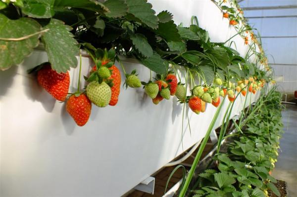 “海歸廠二代”工廠種蔬菜,不用土壤長在氣霧裡,1畝相當8畝土地 “海歸廠二代”工廠種蔬菜,不用土壤長在氣霧裡,1畝相當8畝土地