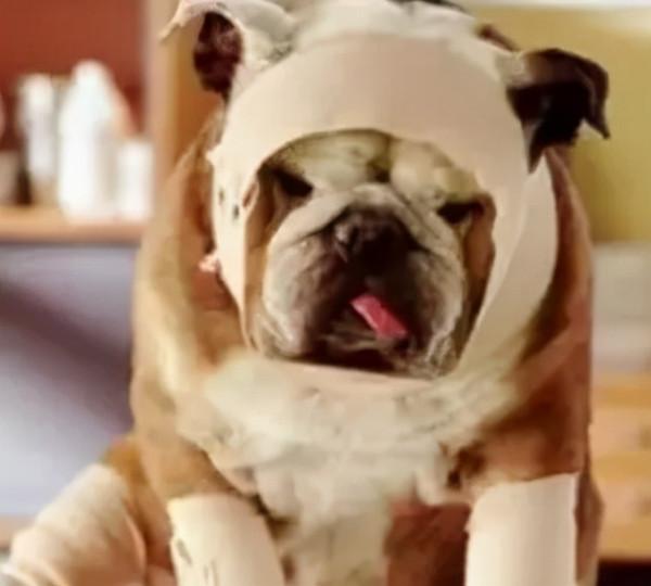 秋季來臨，鏟屎官應該這樣做