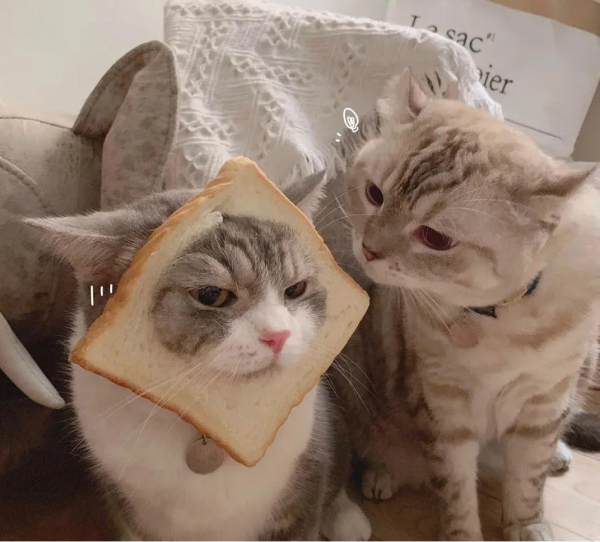 萌寵系列頭像「貓咪情頭」