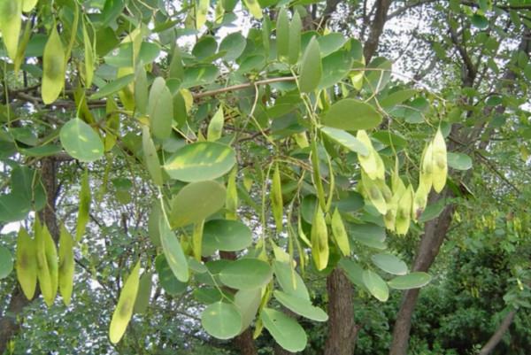 農村當柴燒,城裡高價買,這種“黃檀樹”,到底有何用? 農村當柴燒,城裡高價買,這種“黃檀樹”,到底有何用?