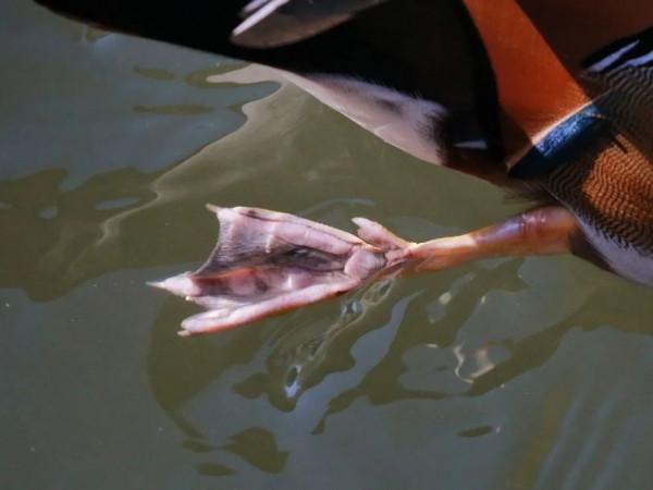 為什麼鴨爪上有蹼,而雞爪上卻沒蹼?探尋動物們jio丫裡的小秘密 為什麼鴨爪上有蹼,而雞爪上卻沒蹼?探尋動物們jio丫裡的小秘密