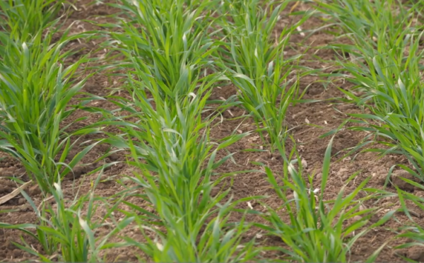 冬前麥苗管理有技巧,根系不長,幼苗萎蔫,問題出在哪? 冬前麥苗管理有技巧,根系不長,幼苗萎蔫,問題出在哪?