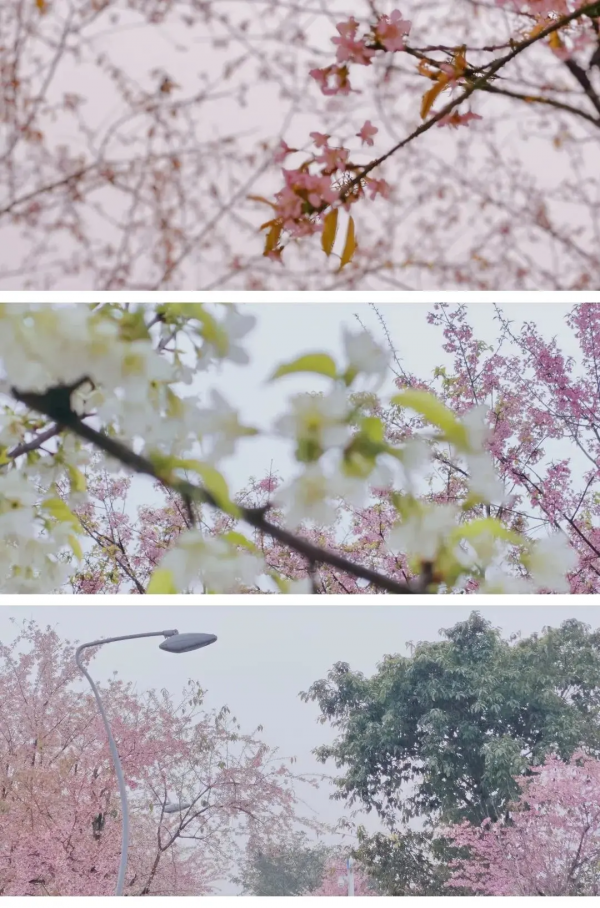 速來打卡！青龍湖超美冬櫻花上線~