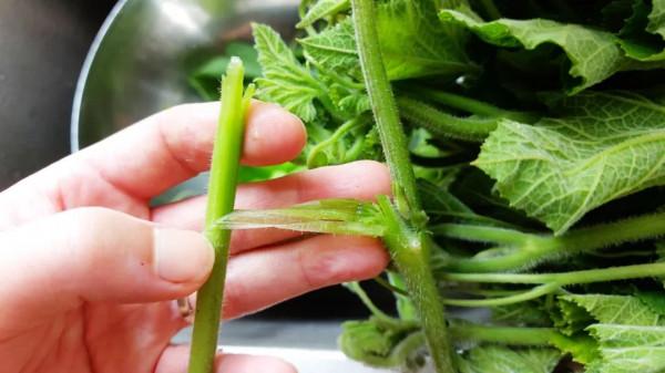 肺不好的人，多吃這4類食物，既養生，又有助於呵護肺臟健康