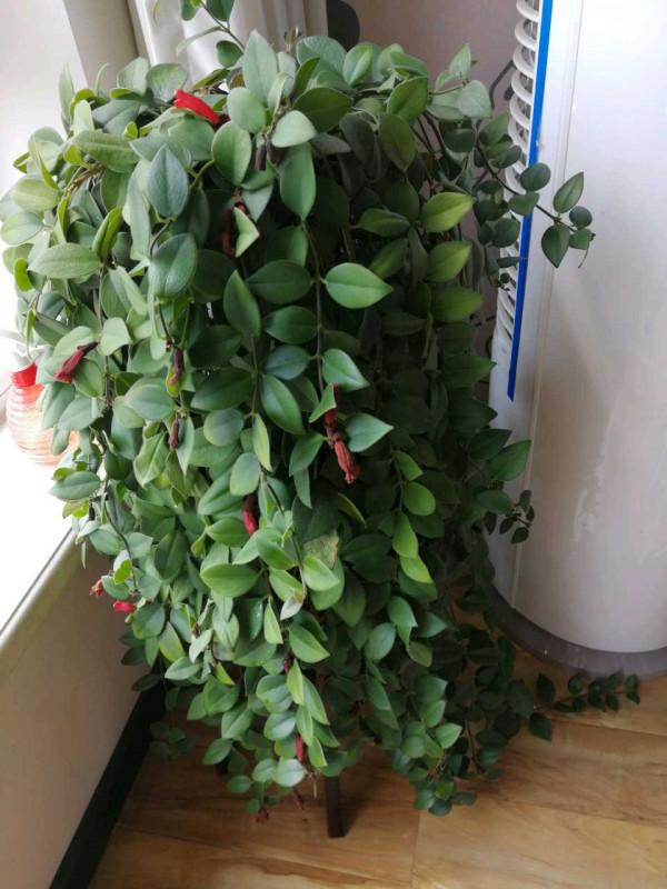 家裡沒有“陽光房”,就養4種,有點光就開花,秋冬也不例外 家裡沒有“陽光房”,就養4種,有點光就開花,秋冬也不例外