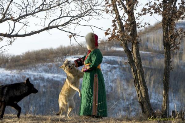 祁連山母狼受傷不能捕食，帶飢餓狼崽沿路乞討，遊客投餵火腿相助