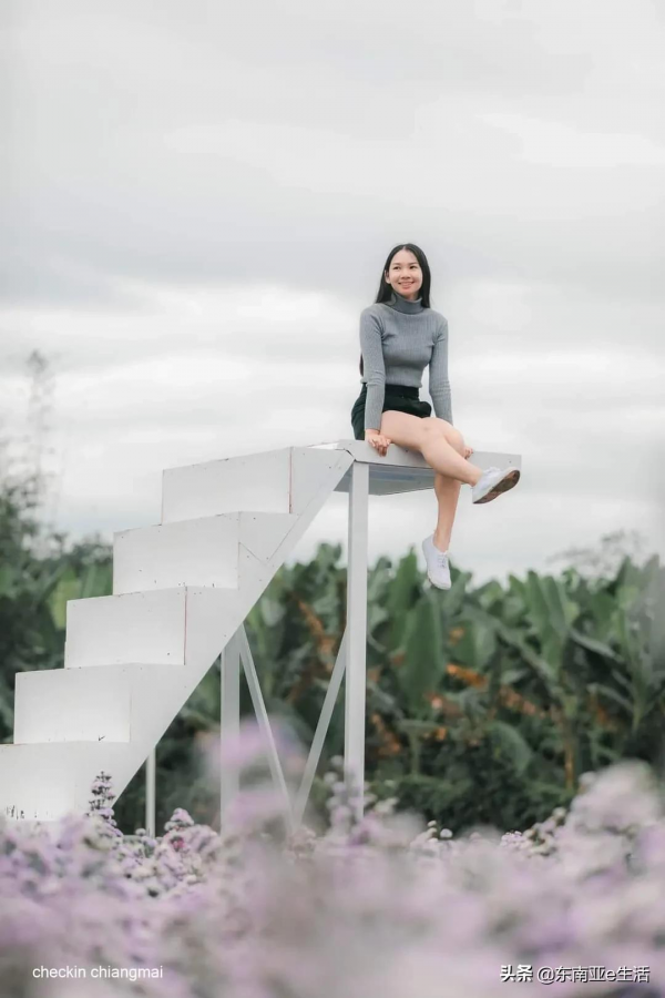 涼季來了！今年清邁有哪些唯美浪漫的花田？