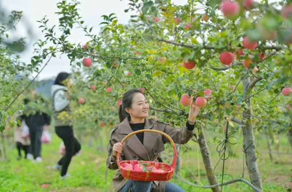 皮薄果甜！北京延慶裡炮村1200畝紅富士迎來成熟季