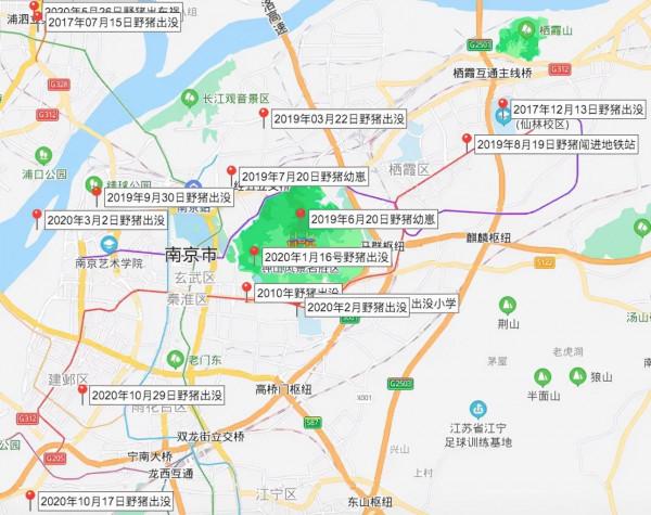 南京局地野豬密度超標，中國人豬矛盾激化，百萬頭野豬咋辦啊