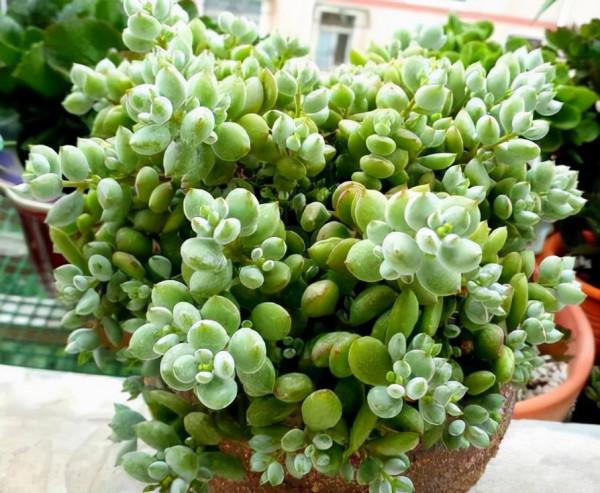 多肉植物 | 多肉個個都是老樁 多肉植物 | 多肉個個都是老樁