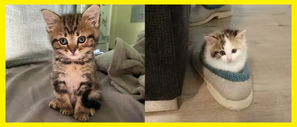 一組小奶貓的萌照:哪隻小貓咪最能萌化你的心? 一組小奶貓的萌照:哪隻小貓咪最能萌化你的心?