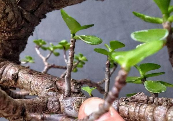 金枝玉葉,這幾“刀”一剪,飛快木質化,越養越“粗大”壯如手腕 金枝玉葉,這幾“刀”一剪,飛快木質化,越養越“粗大”壯如手腕