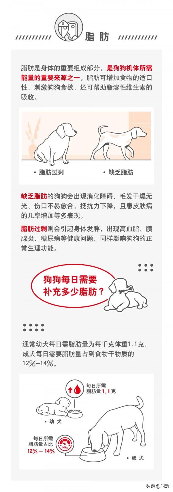 犬類需要的營養素有哪些？