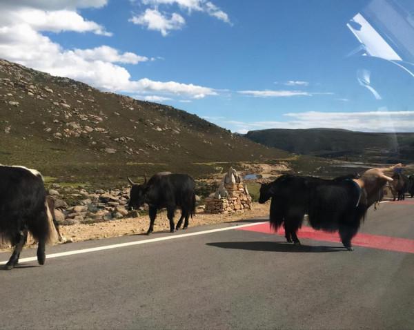 自駕西藏，不得不知道的26件小事