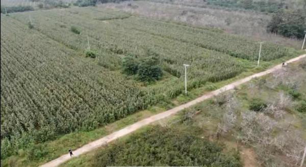 探訪唐太宗李世民的第3號陪葬墓，玉米地裡無人知