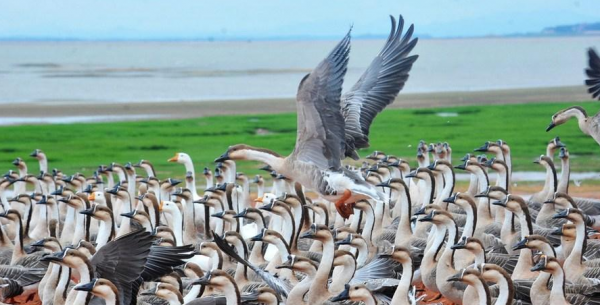 壯觀!江西迎來大批候鳥,畫面美翻了 壯觀!江西迎來大批候鳥,畫面美翻了