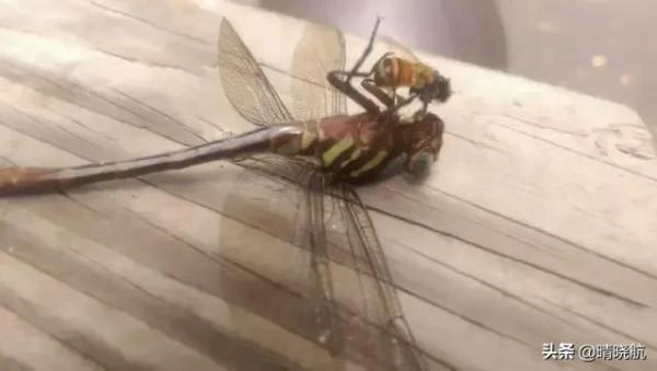 21張活久未見的罕見照片，大自然有時很殘酷，網友直呼長見識了