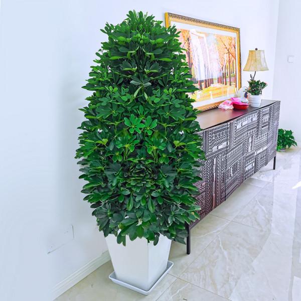 這些漂亮花，名字帶“財意”，養在客廳，吉祥又大氣，還能吸廢氣