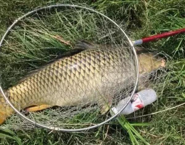 大師推薦0.3號子線釣3斤多鯉魚！釣魚人：你在考驗我智商？