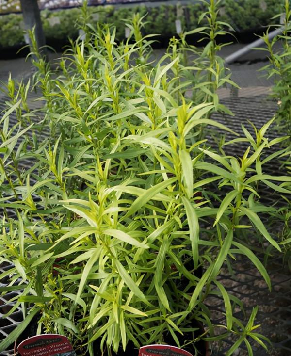 15 種在家庭中容易種植的香草