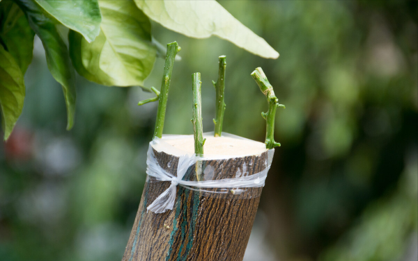 湖南小夥返鄉創業，種出身價十五萬的&quot;富貴樹&quot;，一年賣出800多萬