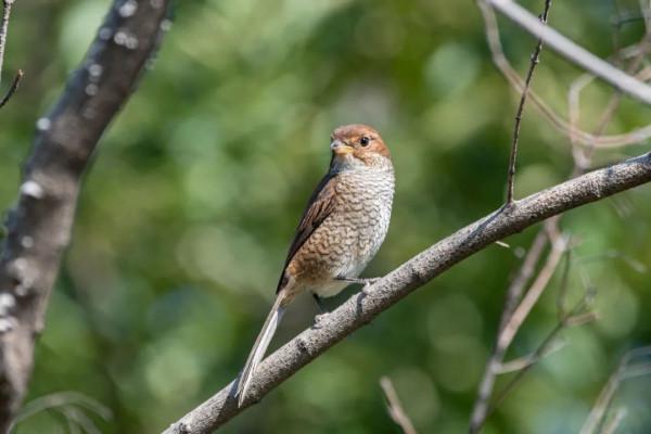 拍鳥記（一二九）牛頭伯勞