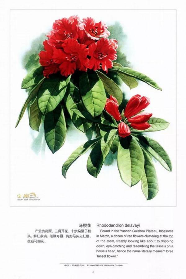 中國動植物畫第一人，曾孝濂極品工筆畫