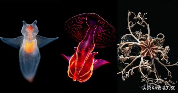 深入深處：來自海洋深處的不可思議生物的照片