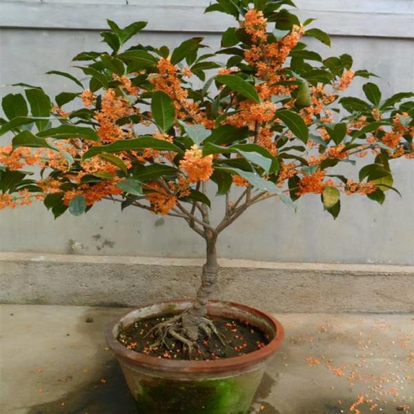 3種“養人樹”，漂亮有香味，能吃能觀賞，建議至少養一種