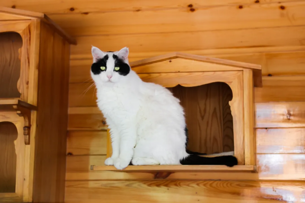 我是大阿寶，不是大熊貓