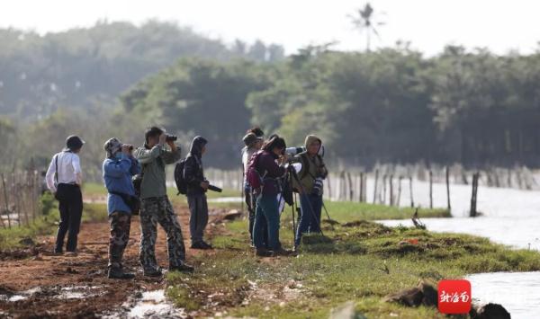 海南越冬水鳥調查:出門“自帶飯勺”的小傢伙現身啦 海南越冬水鳥調查:出門“自帶飯勺”的小傢伙現身啦