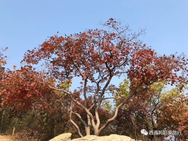 遊房山坡峰嶺 看萬山紅遍