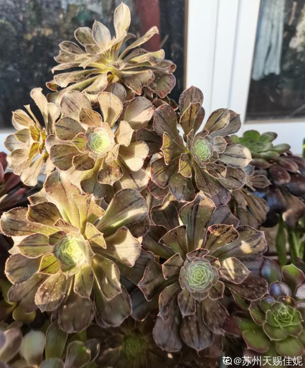 多肉夏天怎麼養?休眠期一到,就要小心了 多肉夏天怎麼養?休眠期一到,就要小心了