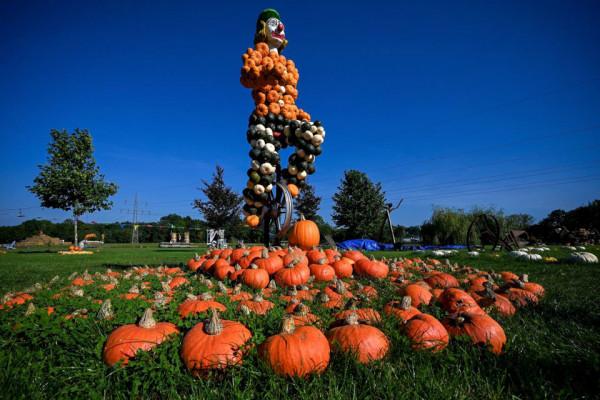 這個節日消耗了十萬個南瓜 這個節日消耗了十萬個南瓜