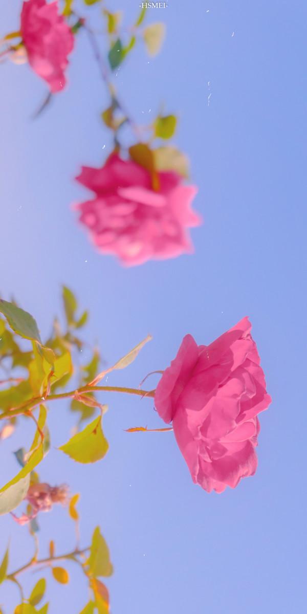 晚安心語陽光句子：將喜歡的一切留在身邊，這便是努力的意義