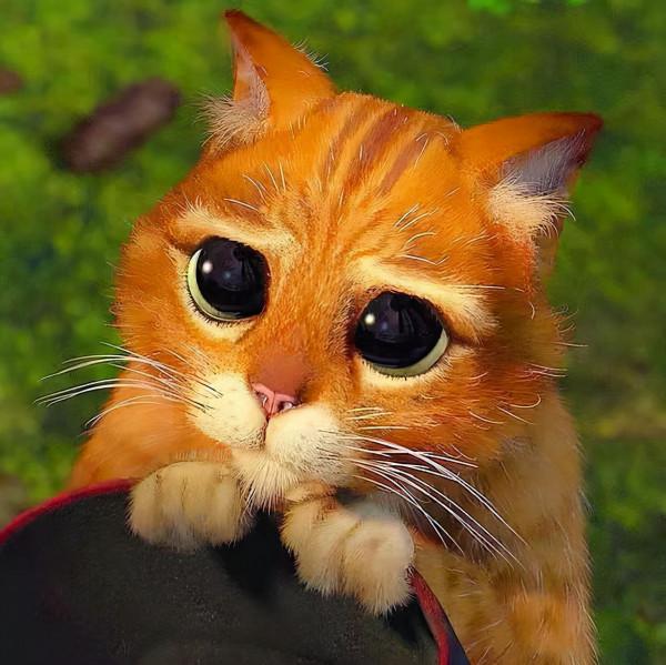 一隻貓咪因為長得像《穿靴子的貓》而走紅,另外還有一隻狗的故事 一隻貓咪因為長得像《穿靴子的貓》而走紅,另外還有一隻狗的故事